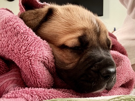 Mixed Breed – Rommy – Manassas Park