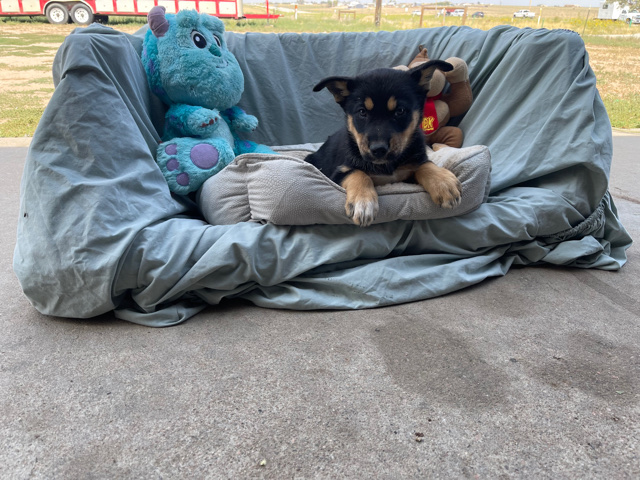 Siberian Husky – husky blue healer