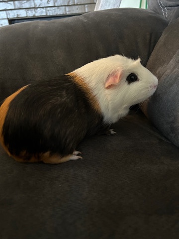 guinea pig – Guinea pigs