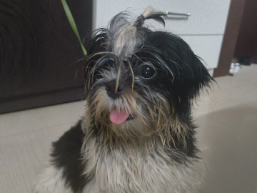 Shih Tzu - Shih Tzu  available for adoption in Sion Koliwada