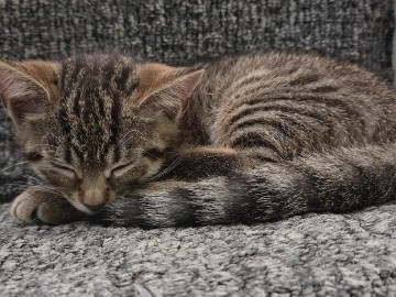two tabby girl kittens – Cwmbran