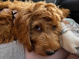 Cockapoo – cockerpoo F1 puppy – Amesbury