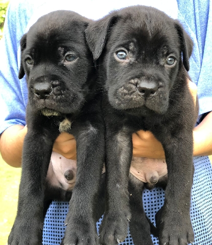 Cane Corso – Cane Corso (Italian mastiff) pups