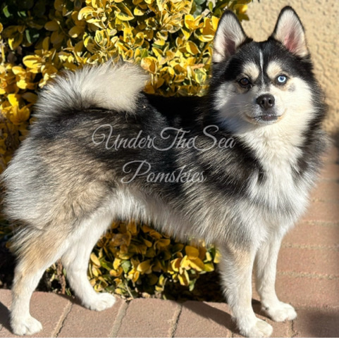 Pomsky