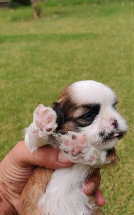Shih Tzu – shih tzu top quality male pupies
