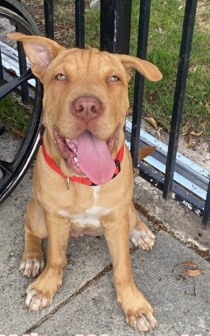 American Pit Bull Terrier – Lovable Puppy Looking For A New Home