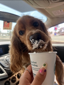 English Cocker Spaniel – Ralphie