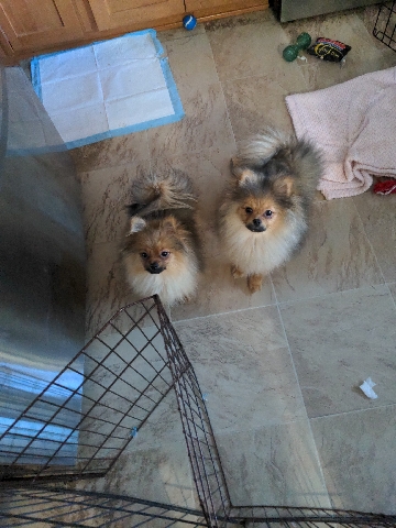 Pomeranian – 2 pomeranian puppies