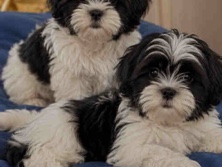 Maltese – Beiwer Maltese puppies – Richmond Hill