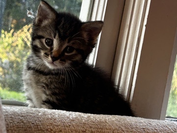 Sweet Pea is looking for her forever home โ Tuscaloosa