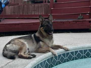 German Shepard / Aussi 