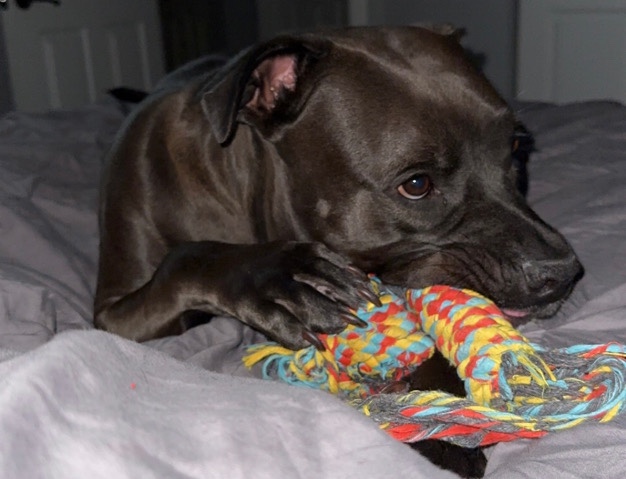 Sweet Girl needs a new home