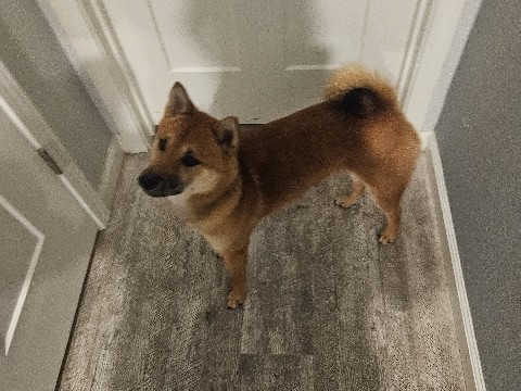 Shiba Inu – 9mo Shiba inu – Elk Grove