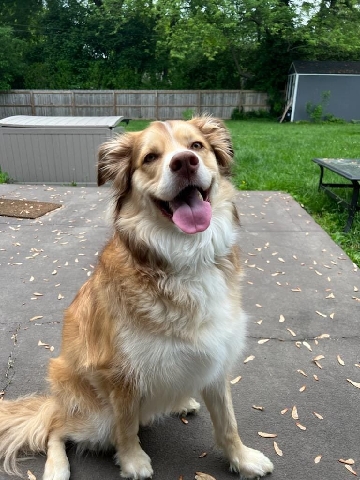 Australian Shepherd – Australian Shepherd Rehome