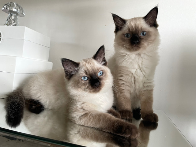 Ragdoll – ragdoll kittens