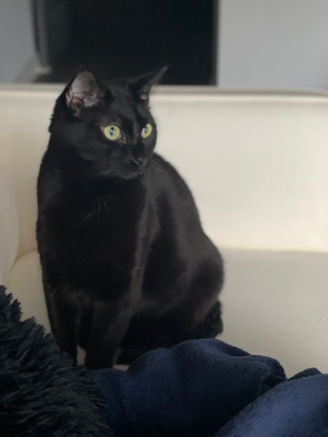American Shorthair – Rehome Cat