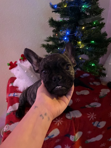 French Bulldog – french bulldog
