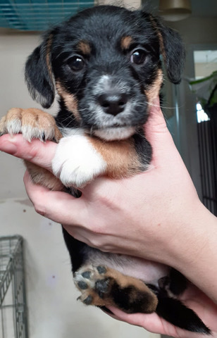 Jack Russell Terrier – Jacairn puppies