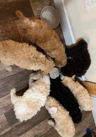 Poodle – standard poodles