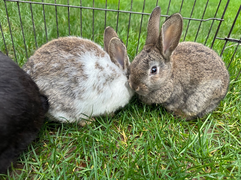 French Lop – French Lop Rabbits