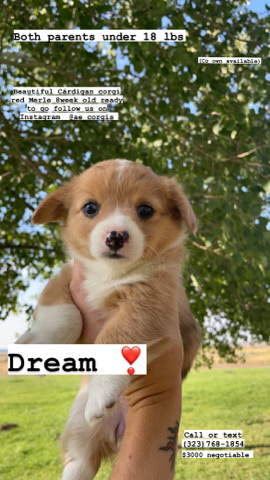 cardigan welsh corgi