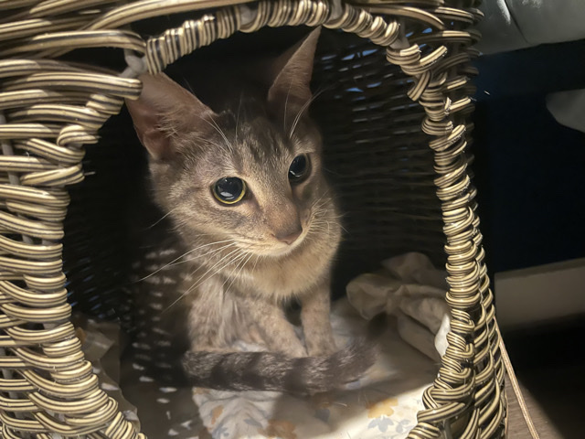 American Shorthair – Phoebe – Bellwood