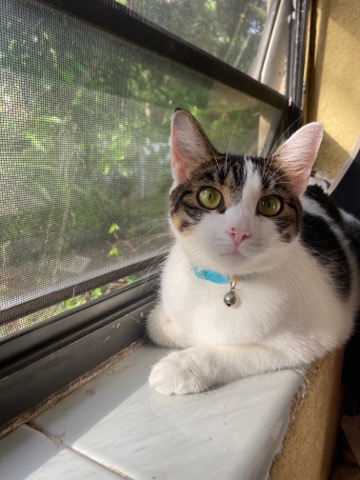 American Shorthair – Millie-Moo!
