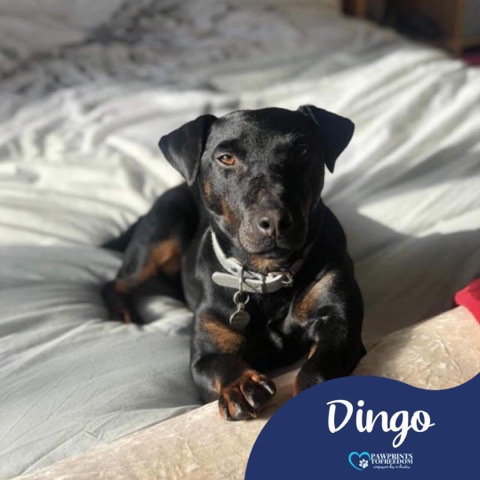 Dingo