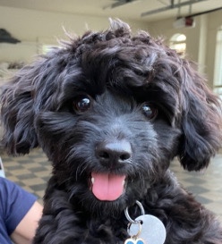 Poodle – shih tzu poodle