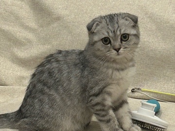 Scottish Fold – Scottish Folds girl – Inman