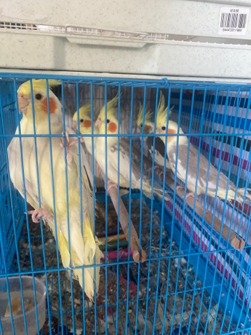 cocktail parrots need gone 