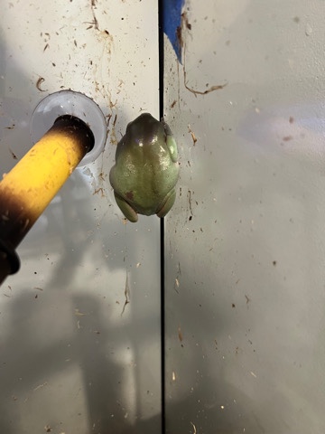 Blue Dumpy Tree Frog