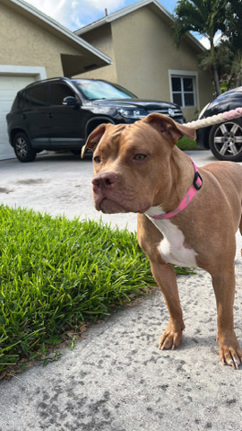 American Pit Bull Terrier – pit/bully