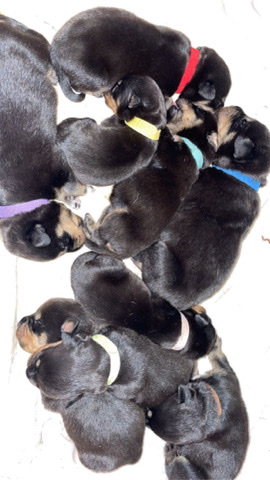 Rottweiler – 9 beautiful Rottweiler pups