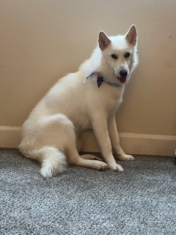 Siberian Husky – Husky Mix looking for forever home