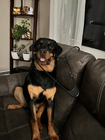 Rottweiler – German Rottweiler