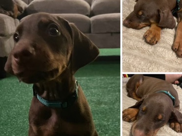 Doberman Pinscher – Doberman pups – Terre Haute