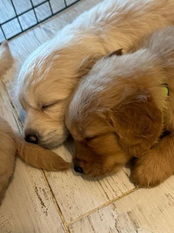 Golden Retriever – Lovely Golden Retrievers