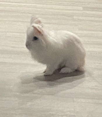 long haired bunny
