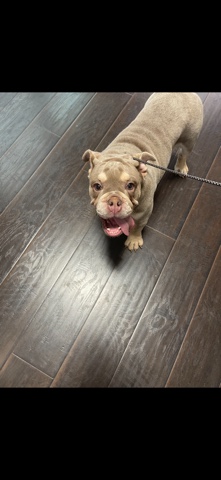 English bulldog