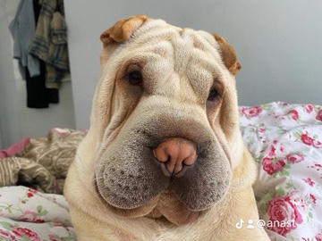 Shar Pei – Liebevolles Zuhause für Tessa gesucht – Magdeburg