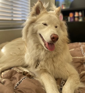 Siberian Husky – 10 Month old Husky/German Shepherd