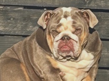Olde English Bulldogge – English bulldog – Tamworth