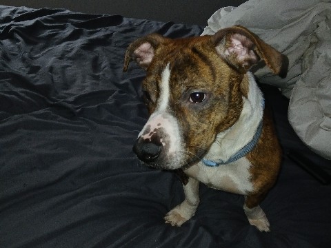 Cardigan Welsh Corgi – 1 YEAR OLD BRINDLE PORGI MIX – Troy