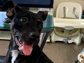 Pit Bull – pittbull