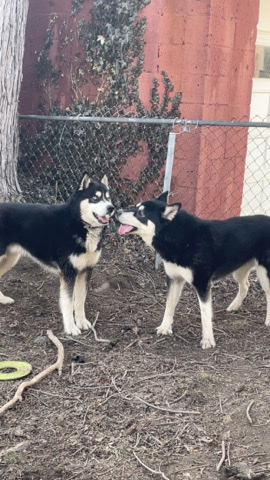 Siberian Husky – Pure Siberian Huskies Puppies