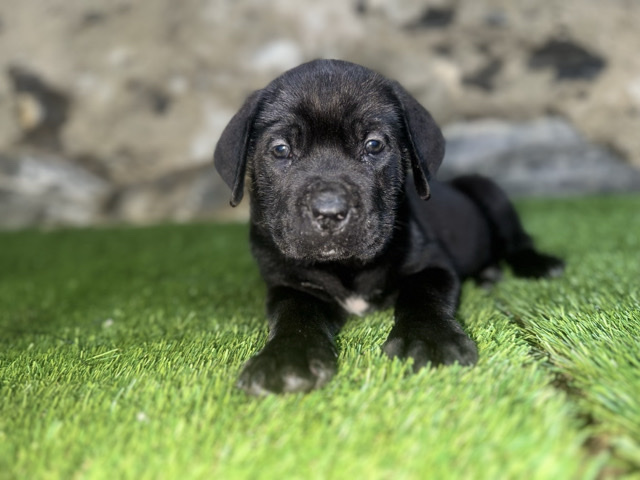Cane Corso β cane corso