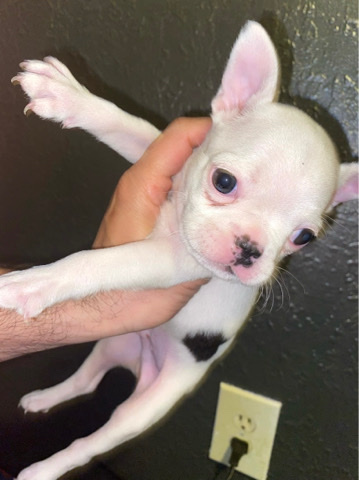 French Bulldog – French bulldogs