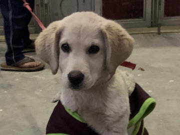 Labrador Retriever – lebra puppy 4 months old - Female – Lucknow