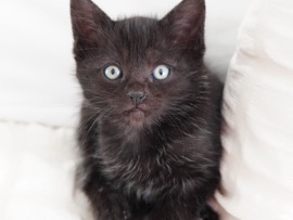 kitten female โ Battle Ground